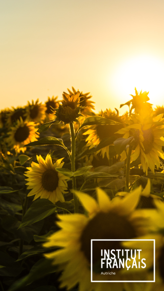 Tournesols soleil 